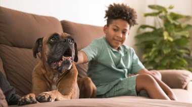 Afrikalı Amerikalı çocuk evdeki kanepede oturan boksör köpeğini nazikçe okşar. Sıcak ve sevgi dolu bir ortamda huzurlu bir anın tadını çıkarır.