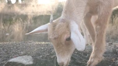 Yavru keçi bir çiftliğin zemininde avlanıyor, güneşli bir ortamda merakını ve neşeli doğasını sergiliyor.