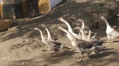 Çiftlik bahçesinde hevesle yürüyen kaz sürüsü, güneşli gökyüzünün altında taze sebze yemek için acele ediyorlar.