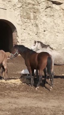 Kahverengi at, ahırda dikilirken başını sola çeviriyor. Meraklı doğasını ve çevresini gösteriyor.