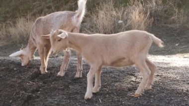 Çiftlikte enerjik bir şekilde oynayan iki genç keçi, çimenlerle dolu güneşli bir tarlada neşeyle kafa buluyorlar.