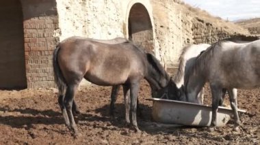 Güneşli bir çiftlikteki ortak bir su yalağından içen üç at huzur verici bir arkadaşlık ve susuzluk sahnesi yaratıyor.