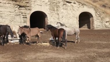 Atlar ve bir katır samanların üzerinde saman yiyorlar kırsal alanların dışında güneşli bir gökyüzünün altında sakin bir kırsal manzara yaratıyorlar.