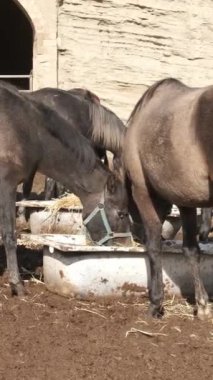 Bir grup at saman yemek için saman yiyorlar kırsal bir çiftlik ortamında, doğal çiftlik yaşamını sergiliyorlar.
