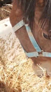 Kafasında mavi bir koşum takımı olan kahverengi at.