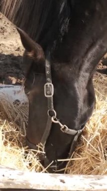 Siyah at ahırda samanlıkta otluyor, huzurlu bir çiftlik ortamında besleyici bir yemeğin tadını çıkarıyor.