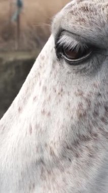 Yakın çekim beyaz bir atın gözlerini kırpmasını yakalar, bu görkemli hayvanın nazik ve sakin doğasını gözler önüne serer