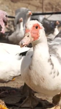 Moskovalı ördek bir çiftlikte kameraya doğru yürüyor, güneşli bir açık havada eşsiz özelliklerini sergiliyor.