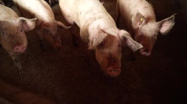 Tuhaf çiftlik domuzları loş bir ahırda toplanıyor ve tipik çiftlik hayvanı yetiştirme ortamı sırasında meraklı ifadelerle kameraya bakıyorlar.