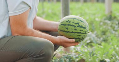Deneyimli çiftçi, modern serada yetişen ve sürdürülebilir tarım uygulamalarını ve taze yerel ürünleri temsil eden olgun karpuzu gururla sergiliyor.