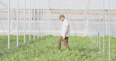 Çiftçi dikkatlice karpuz bitkilerinin arasında yürür, seranın içinde büyümelerini ve sağlıklarını inceler.