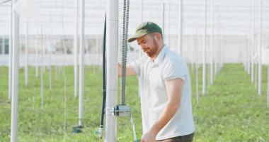 Yetenekli bir çiftçi, metal direklere destek iplerini titizlikle bağlıyor ve karpuz bitkilerinin kontrollü bir sera ortamında sağlıklı bir şekilde büyümesini sağlıyor.