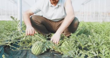 Deneyimli çiftçi karpuz bitkilerini dikkatle inceliyor, yaprak durumunu ve kontrol edilen sera ortamındaki meyve gelişimini kontrol ediyor.