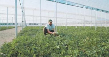 Deneyimli çiftçi titizlikle karpuz gelişimini izliyor, geniş endüstriyel seranın içinde sıralar arasında yürüyor, ekin sağlığı ve büyüme sürecini değerlendiriyor.