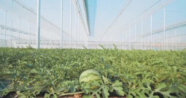 Bereketli karpuz bitkileri kontrollü bir ortamda gelişiyor, modern tarım uygulamalarını sergiliyorlar.