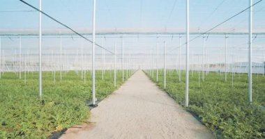 Bereketli karpuz santralleri kontrollü bir serada gelişiyor, modern tarım uygulamaları ve sürdürülebilir gıda üretimi sergileniyor.