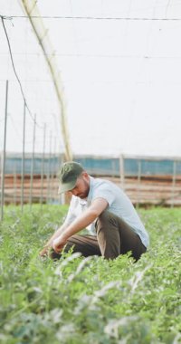 Kendini adamış tarım işçisi sera yetiştirme sürecinde dikkatli bir şekilde karpuz fabrikalarını denetliyor.