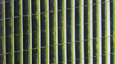 Zıplayan bitkiler dikey destek yapılarına tırmanıyor, yemyeşil tarım manzarasında organize geometrik desenler oluşturuyor, hava perspektifinden sistematik büyümeyi gösteriyor