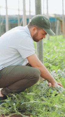 Deneyimli çiftçi hasat mevsiminde olgun karpuzu dikkatlice inceleyerek serada yetişen çevrenin kalitesini ve olgunluğunu kontrol ediyor.