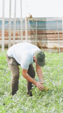 Deneyimli çiftçi yaz hasat mevsiminde modern yeşil seranın içinde çalışırken olgun, organik karpuzu dikkatlice seçiyor.