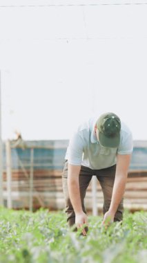 Deneyimli çiftçi seranın içinde olgun karpuz topluyor, taze hasat edilmiş ürünlerle uzaklaşıyor, sürdürülebilir tarım uygulamaları sergiliyor.