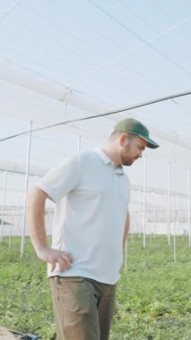 Seranın içindeki karpuz ürünlerini inceleyen çiftçi sağlıklı büyüme ve kaliteli üretimi sağlıyordu.