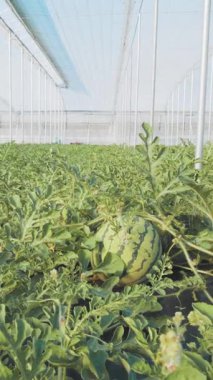 Karpuzlar kontrollü bir serada gelişiyor, modern tarım uygulamalarını sergiliyorlar.