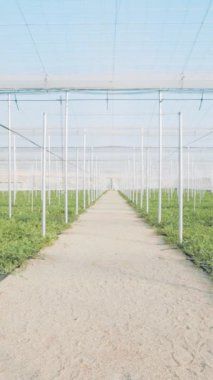 Sıra sıra canlı karpuz bitkileri kontrollü bir sera ortamında gelişerek modern tarım uygulamalarını sergiliyor.