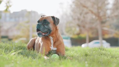 Kahverengi ve beyaz boksör köpeği yeşil çimlere uzanmış, patileri arasında tenis topuyla şehir parkına bakıyor.