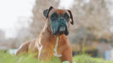 Oyuncu boksör köpeği yemyeşil çimenlerde uzanıyor, neşeli tavırları ve açık kalpli cazibesiyle sevimli ifadeler yaratıyor.