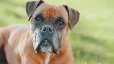 Kahverengi ve beyaz ceketli boksör köpeği mutlu bir şekilde soluk soluğa kalır, parlak yaz gününde yemyeşil tarlada dikilirken doğrudan kameraya bakar.