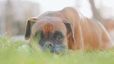 Boksör köpeği yemyeşil çimlerde dinleniyor, tenis topunu tutuyor ve oyuncu, dostça bir ifadeyle izleyiciye bakıyor.