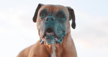 Kaslı kahverengi boksör köpeği dikkatli oturuyor, karakteristik özelliklerini sergiliyor ve el değmemiş beyaz stüdyo arkaplanına karşı poz veriyor.