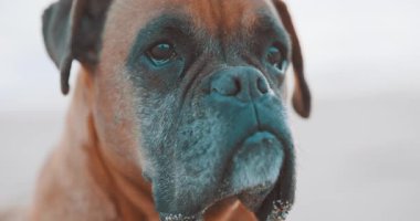 Nazik boksör köpeği el değmemiş beyaz arka planda dinleniyor. Yavaş yavaş yumuşak kahverengi gözleri kapayarak sakin ve huzurlu görünüyor.