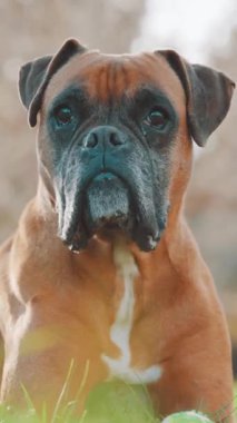 Boksör köpeği bahçede dinleniyor, neşeli yüz ifadeleri sergiliyor ve doğrudan kameraya bakıyor.