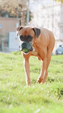 Boksör köpeği çimen parkında neşeyle koşuyor, tenis topu taşıyor ve enerjik bir sevinçle dışarıda egzersiz yapıyor.