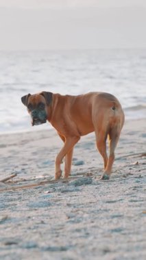 Boksör köpeği kumsalda rahatça dolaşır altın günbatımı ışığının ve kaygısız ve eğlenceli hareketlerle huzurlu kıyı manzarasının tadını çıkarır.