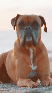 Boksör köpeği kumlu sahilde güneşleniyor, huzurlu bir ifadeyle altın gün batımı ışığında sırılsıklam.