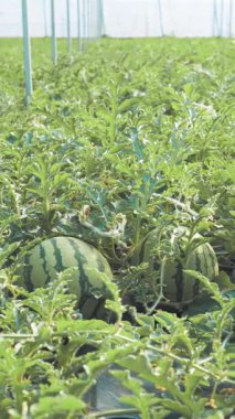 Sera ortamında gelişen yemyeşil karpuzlar, umut verici tarım büyümesi ve yaz hasat potansiyelinin sinyallerini veriyor.