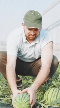 Kendini adamış çiftçi, modern seradaki karpuz bitkilerini dikkatle inceleyerek, mahsul sağlığını izleyerek ve taze üretim için ideal büyüme koşullarını sağlayarak,