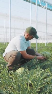 Deneyimli çiftçi karpuz büyümesini dikkatle izleyerek ve sera ortamında olgunlaşan aşamaları kontrol ederek optimum üretim kalitesi ve tarım standartlarını güvence altına alarak