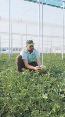 Becerikli çiftçi karpuz büyümesini dikkatlice kontrol ederek serada kalite ve sağlıklı gelişimi sağlar.