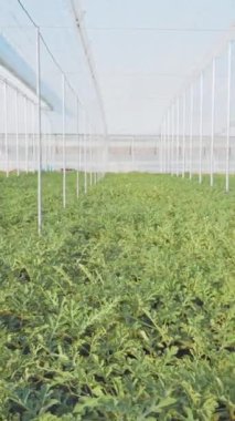 Bereketli karpuz bitkileri kontrollü bir serada gelişiyor, modern tarım uygulamalarını sergiliyorlar.