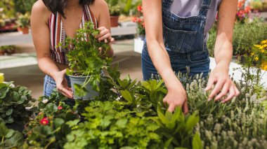 Canlı bir bahçe merkezinde aromatik bitkiler besleyen iki bahçıvan dikkatlice taze otlar ve baharatlar seçiyor.