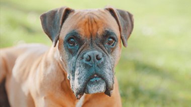 Bir boksör köpeğinin portresi yemyeşil bir alanda huzur içinde dinleniyor güneşli bir günün sıcaklığını içine çekiyor ve açık havanın tadını çıkarıyor.