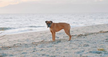 Gün batımında kumlu bir plajda hareketsiz duran kahverengi boksör köpeği, sakin atmosferde ıslanıyor ve huzurlu akşam ışıklarının tadını çıkarıyor.