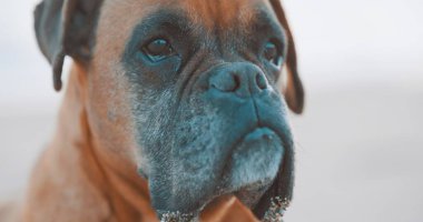 Güzel bir boksör köpeğinin sahilde rahatlatıcı bir günün keyfini çıkarırken, sakin tavırları ve nazik gözleri köpek dostluğunun özünü yakalıyor.