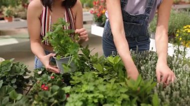Bahçe merkezi çalışanları güzel kokulu otları seçiyor ve inceliyor, güneşli bir günde canlı sera ortamında aromatik bitkileri dikkatle tutuyor.