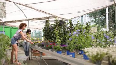 Profesyonel kadın bahçıvan, serada genç müşterilere rehberlik ediyor çeşitli bitki ve çiçekleri sergiliyor ve raflarda bahçe seçimini keşfediyor.