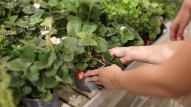 Bahçe merkezi müşterileri özenle saksı çilek bitkilerini inceliyor, kalitelerini karşılaştırıyor ve ev işleri ve yetiştirme için en iyi örnekleri seçiyorlar.